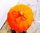 Sombrilla Balinesa Mesa Doble Naranja