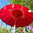 Red Balinese Umbrella Ø 90 Folding Mast