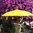 Yellow Balinese Umbrella Ø180 Folding Mast