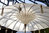 Cream Balinese Umbrella Ø180 Folding Mast
