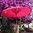 Pink Balinese Umbrella Ø180 Folding Mast