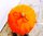Sombrilla Balinesa Mesa Naranja