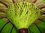 Sombrilla Balinesa  Ø180 Verde Mástil Plegable