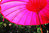 Sombrilla Balinesa Ø 250 Rosa