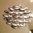Cuadro Peces Gris