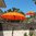 Orange Balinese Umbrella Ø 90 Folding Mast