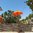 Orange Balinese Umbrella Ø 90 Folding Mast