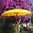 Yellow Balinese Umbrella Ø180 Folding Mast