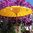 Yellow Balinese Umbrella Ø180 Folding Mast