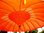 Sombrilla Balinesa  Ø180 Naranja Plegable
