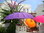 Purple Balinese Umbrella Ø180 Folding Mast