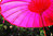 Sombrilla Balinesa  Ø180 Rosa Plegable