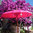 Pink Balinese Umbrella Ø180 Folding Mast