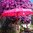 Pink Balinese Umbrella Ø180 Folding Mast