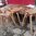 Teak Root Bar Stool