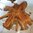 Teak Root Table SP