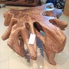 Teak Root Table SP-1