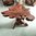 Teak Root Coffee Table A